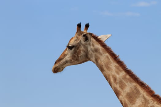 Giraffe's close up from Etosha National Park, Namibia