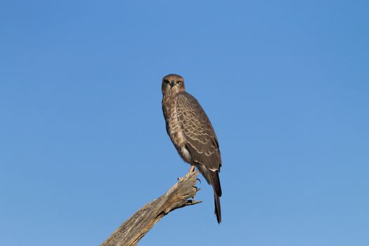 A young Southern Pale Chanting Goshawk from Kgalagadi Transfontier National Park, South Africa