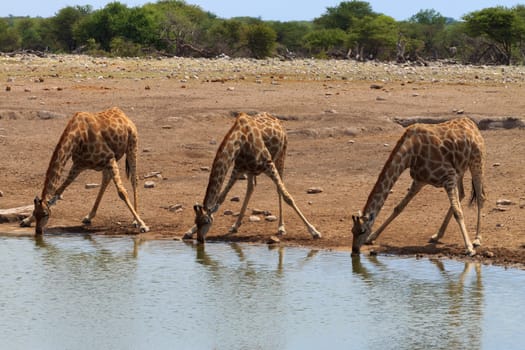 Giraffes drinking from waterhole at Etosha National Park, Namibia