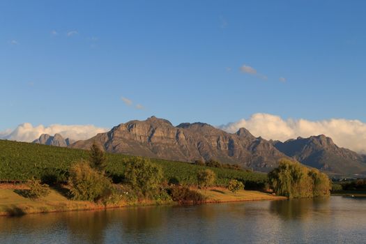 A Stellenboscsh panorama with tipical rows of vines, South Africa