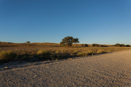 A view from Kgalagadi Transfontier Park, South Africa