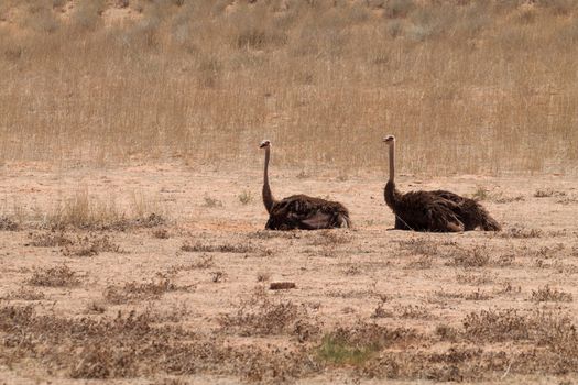 A couple of ostrichs at Kgalgadi transfontier park, South Africa