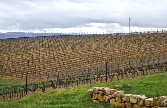 bare italian vineyard in a cloudy winter day