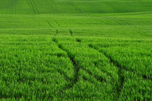 cultivated green lawn with for background. Italian countryside 