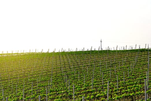 italian vineyard in a clear spring day with a pylon in the distance. outdoor shot. 