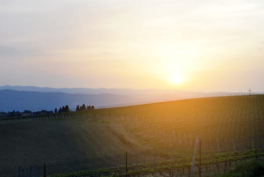 view of italian vineyard at sunset