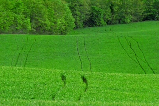 Green cultivated lawn with plowing lines. Italian countryside