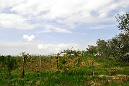 outdoor view of a vineyard with a metallic fence. Italian countryside