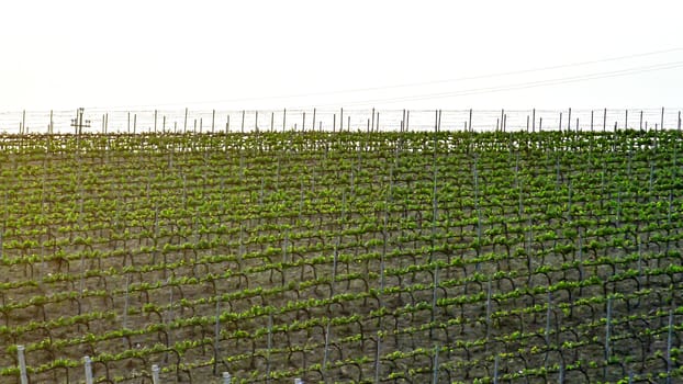 patterned italian vineyard at sunset