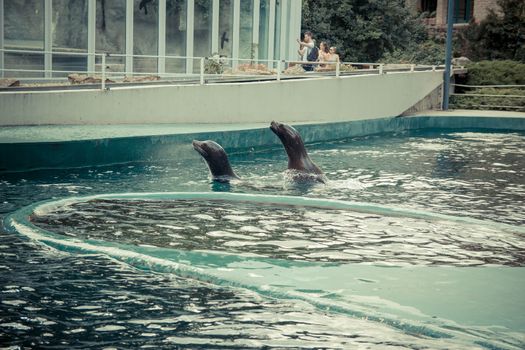 Seals swim and jump into the water at the zoo.
