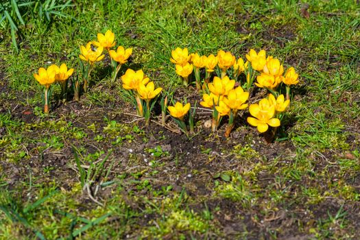 Crocus flowers growing in spring from the road pavement