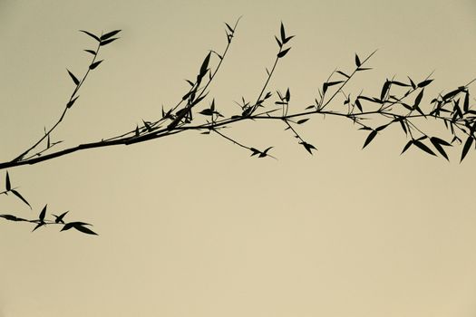 Shadow of tree. Brown tint color. Image like a Japanese painting.
