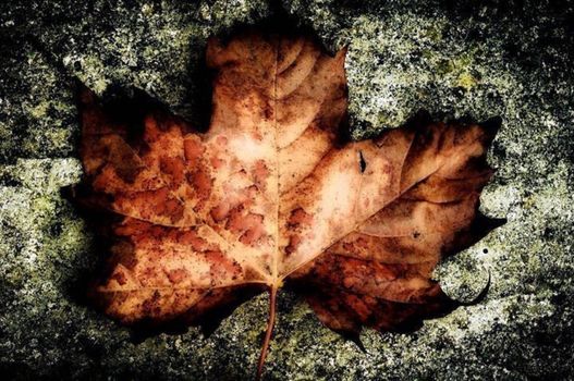 close-up of a fallen leaf on the road on a rainy day