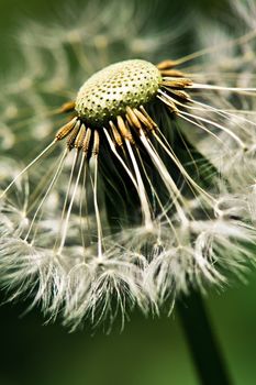 Close up of dandelion spores against black backgroun