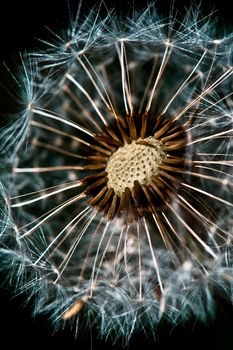 Close up of dandelion spores against black backgroun