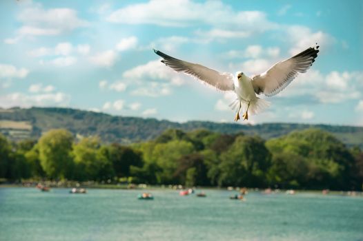 Black-headed gull