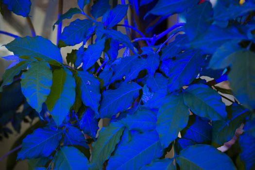 Leaves illuminated by blue color led light

