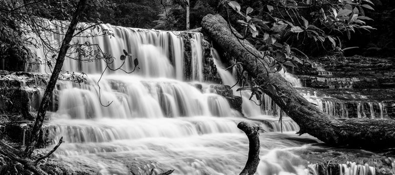 Beautiful Liffey Falls in the Midlands Region, Tasmania after heavy rain fall.