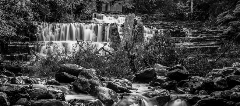 Beautiful Liffey Falls in the Midlands Region, Tasmania after heavy rain fall.