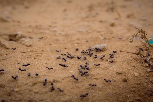 Closeup shot of a group of black ants walking on dirt.