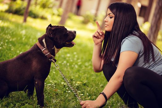 Cute stafford terrier getting a treat by his girl owner in the park.