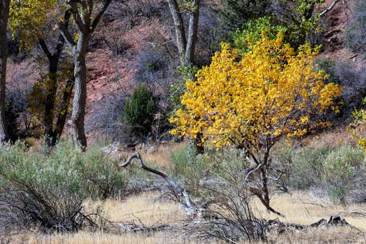 Vibrant Cottonwood Tree