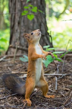 Squirrel stands on its hind legs, Russia, Moscow, park summer