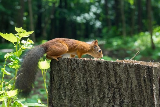 Squirrel on a hemp with a nut, Russia, Moscow, park summer