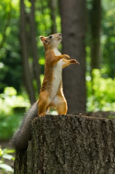 Squirrel stands on its hind legs, Russia, Moscow, park summer