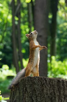 Squirrel stands on its hind legs, Russia, Moscow, park summer