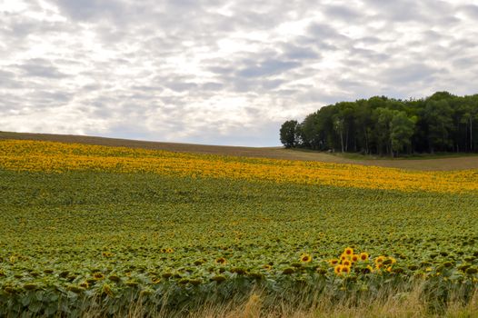 Field of sunflowers with a mouton sky in the department of the Meuse in France