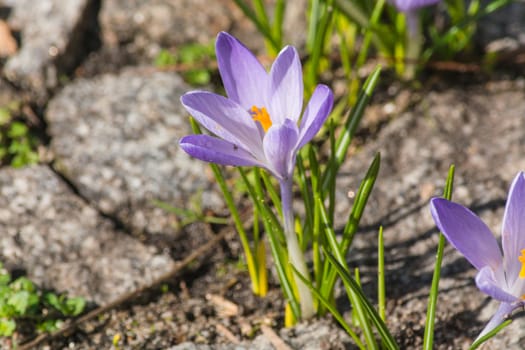 Crocus flowers growing in spring from the road pavement