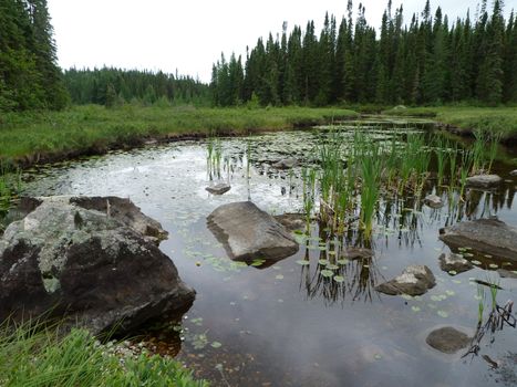 Creek and forest near Wawa Ontario Canada