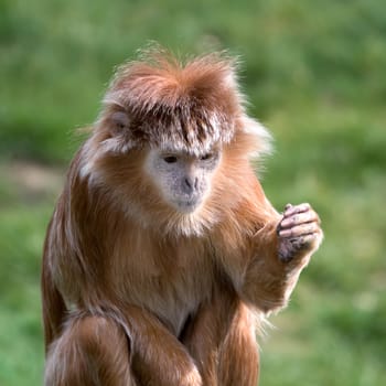 Javan Lutung (Trachypithecus auratus)