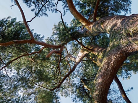 Cedar Tree Bathed in Sunshine in East Grinstead
