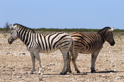 Zebras from Etosha National Park, Namibia