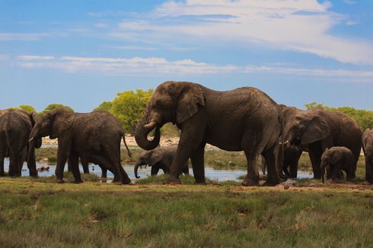 Herd of elephants from Etosha National Park, Namibia