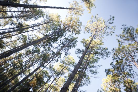 Looking up into a tall plantation of trees with leafy canopies against a blue summer sky in a renewable energy, forestry and fuel concept