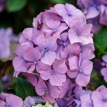 Pink Hydrangea in Full Bloom