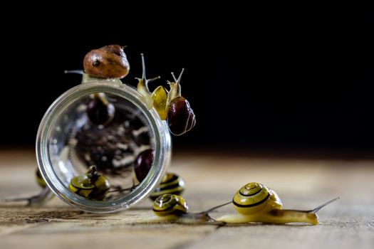 Colorful snails big and small in a glass jar. Wooden table, black background