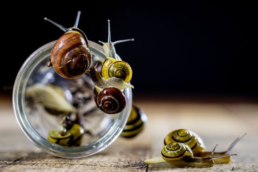 Colorful snails big and small in a glass jar. Wooden table, black background