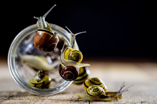 Colorful snails big and small in a glass jar. Wooden table, black background