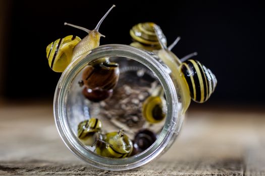 Colorful snails big and small in a glass jar. Wooden table, black background