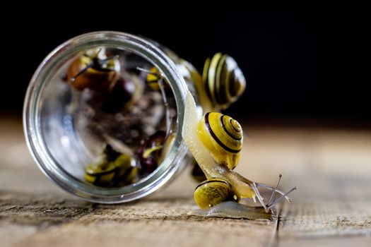 Colorful snails big and small in a glass jar. Wooden table, black background