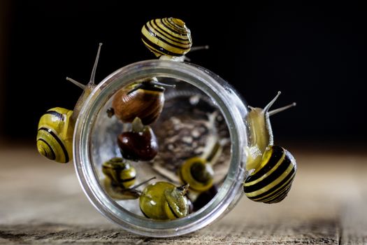 Colorful snails big and small in a glass jar. Wooden table, black background