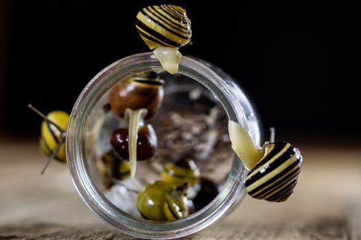 Colorful snails big and small in a glass jar. Wooden table, black background