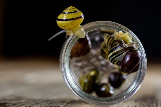 Colorful snails big and small in a glass jar. Wooden table, black background