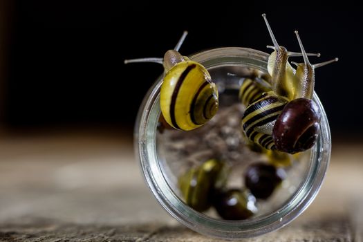 Colorful snails big and small in a glass jar. Wooden table, black background