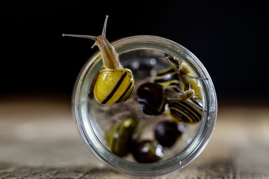 Colorful snails big and small in a glass jar. Wooden table, black background