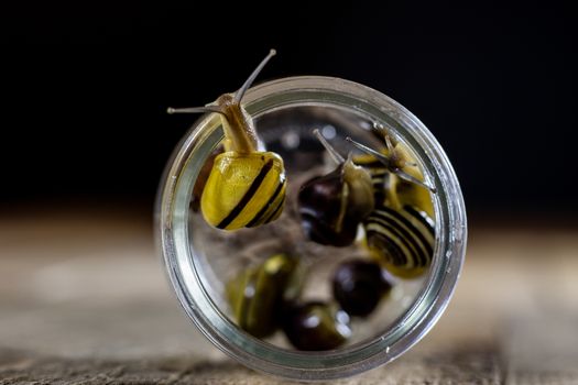 Colorful snails big and small in a glass jar. Wooden table, black background